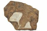 Two Fossil Ginkgo Leaves From North Dakota - Paleocene #188834-1